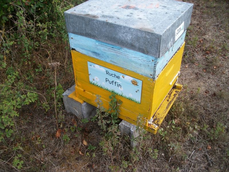 La ruche Puffin