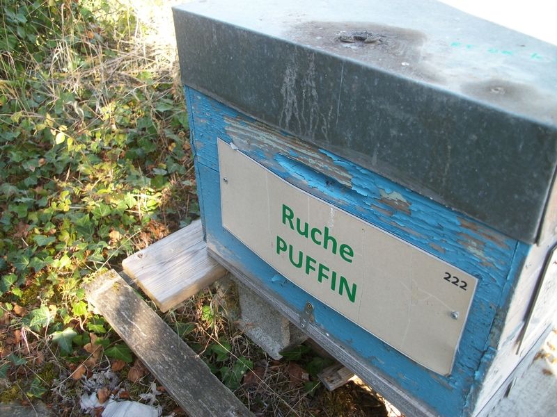 La ruche Puffin