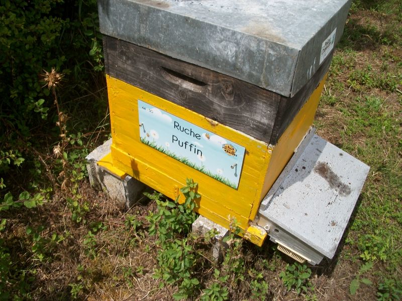 La ruche Puffin
