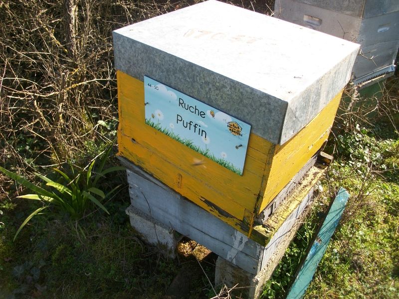 La ruche Puffin
