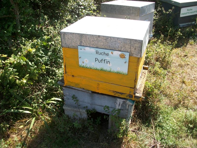 La ruche Puffin