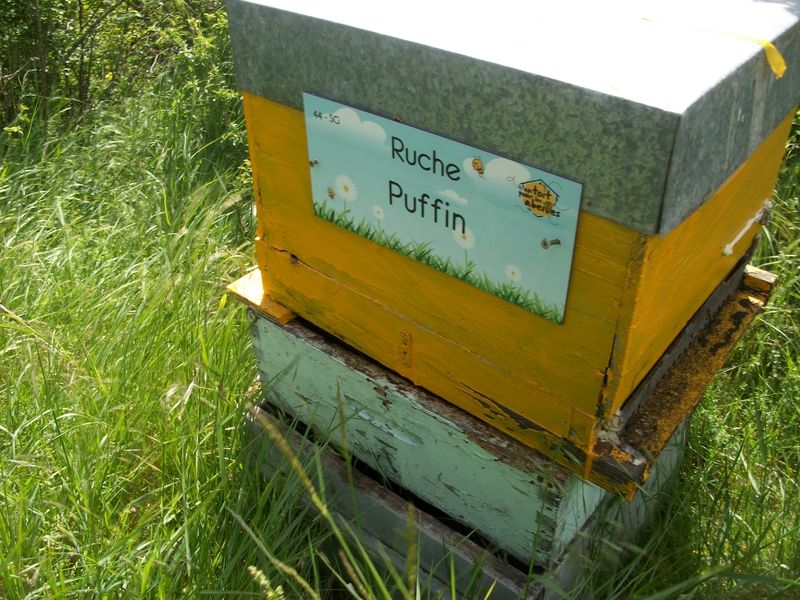 La ruche Puffin