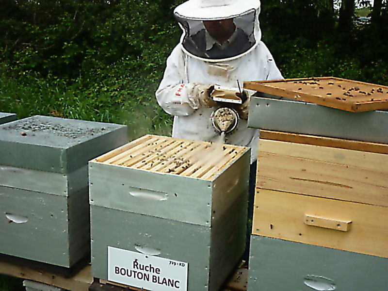 La ruche Bouton blanc