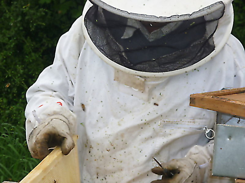 La ruche Bouton blanc