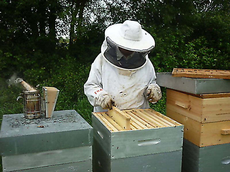 La ruche Bouton blanc