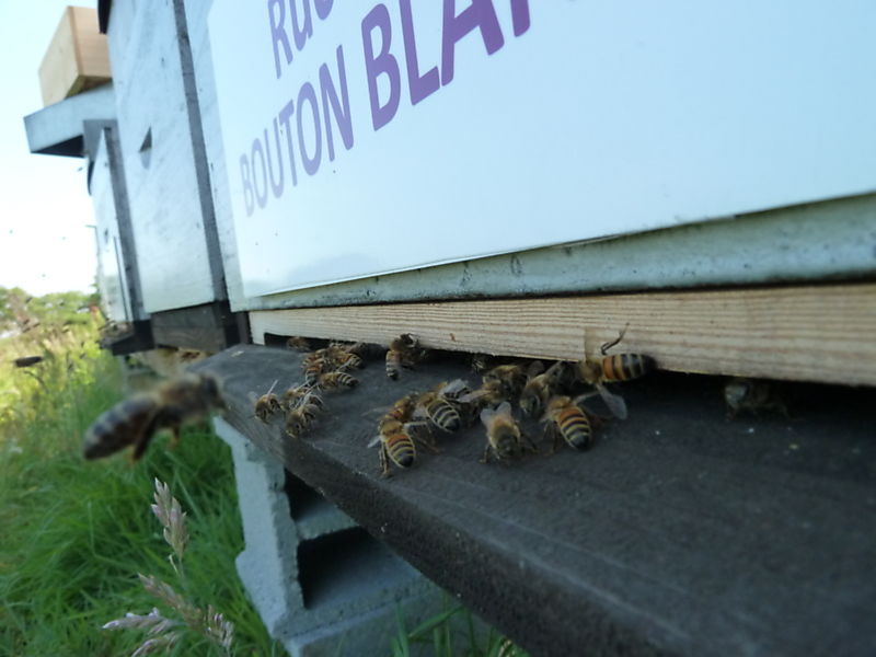 La ruche Bouton blanc