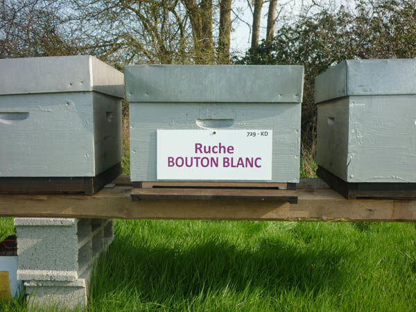 La ruche Bouton blanc