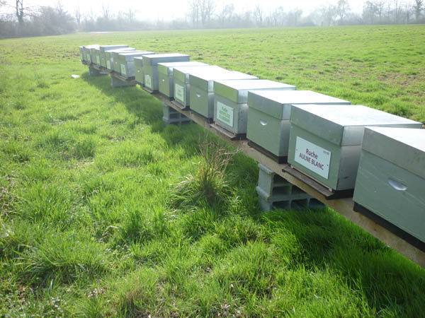 La ruche Bouton blanc