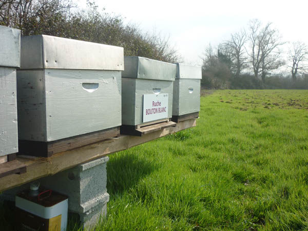 La ruche Bouton blanc