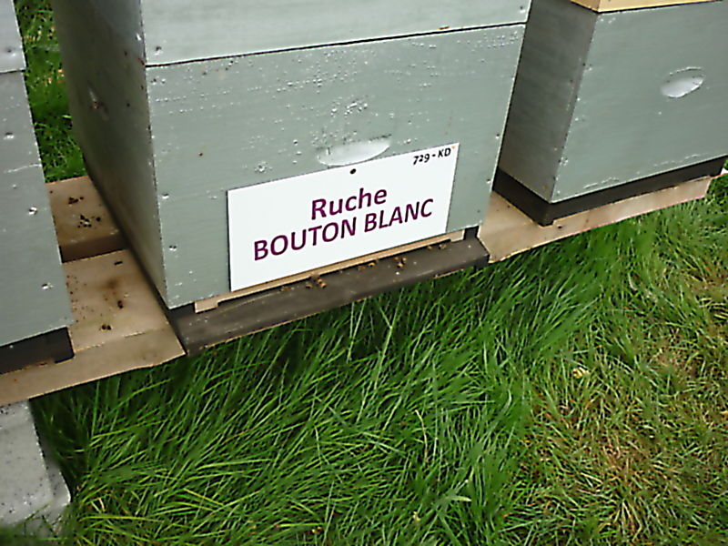 La ruche Bouton blanc