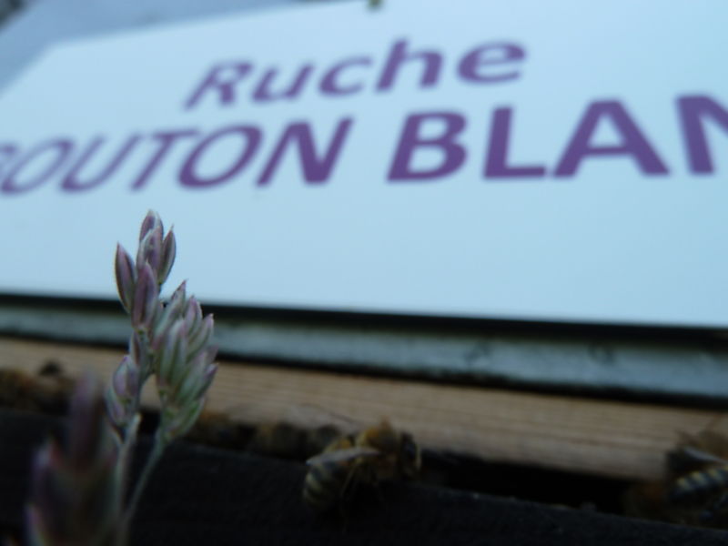 La ruche Bouton blanc