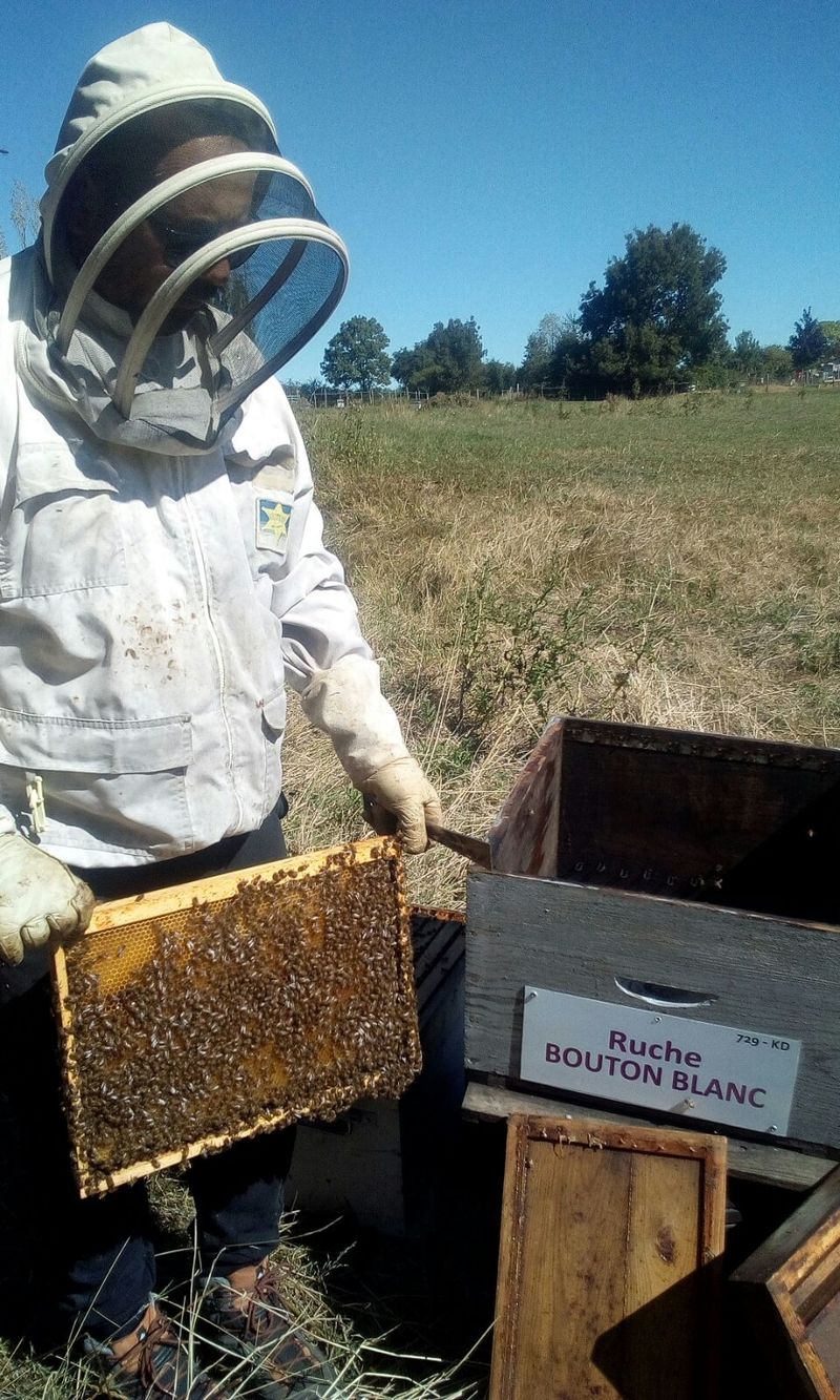 La ruche Bouton blanc