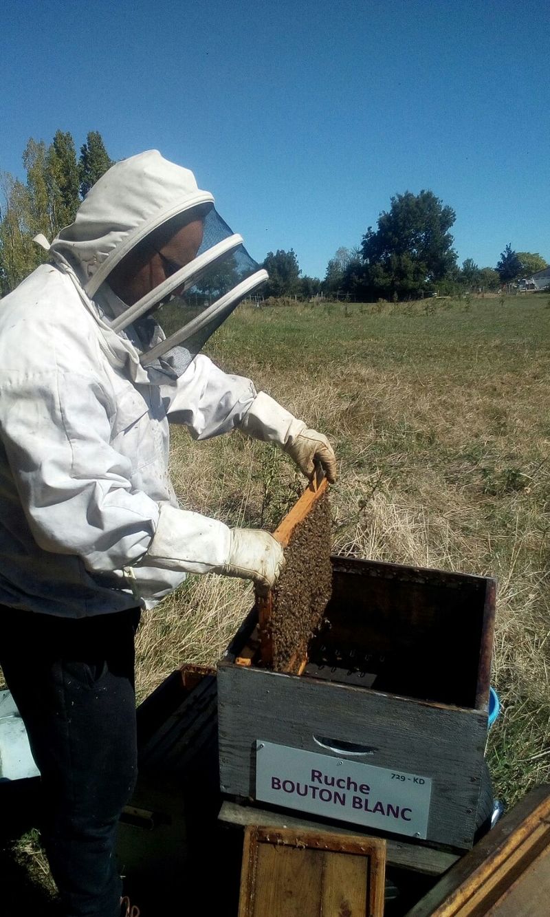 La ruche Bouton blanc