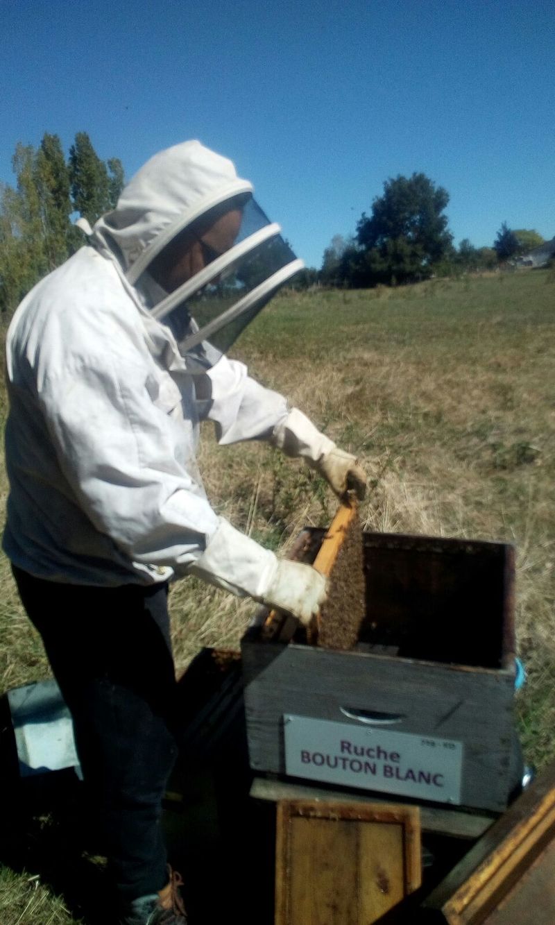 La ruche Bouton blanc