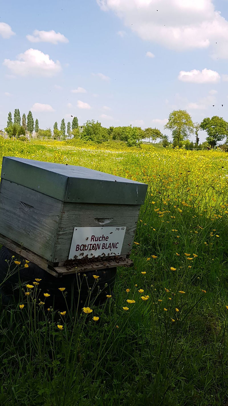 La ruche Bouton blanc