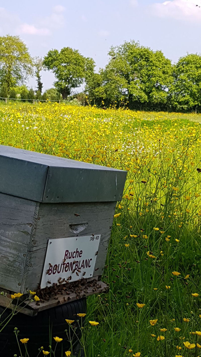 La ruche Bouton blanc