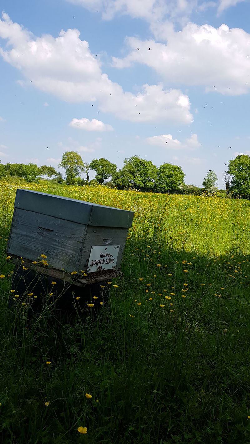 La ruche Bouton blanc