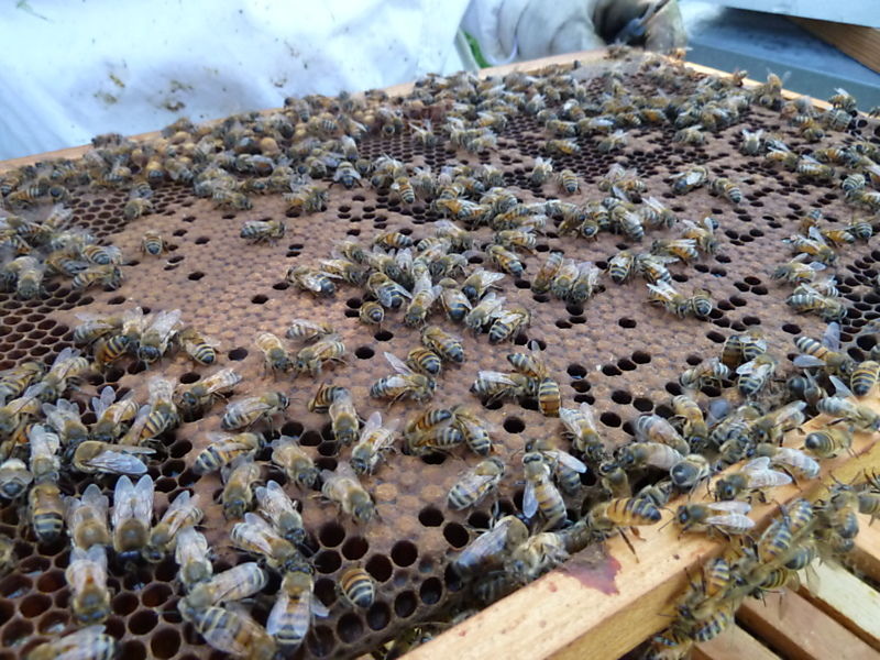 La ruche Bouton blanc