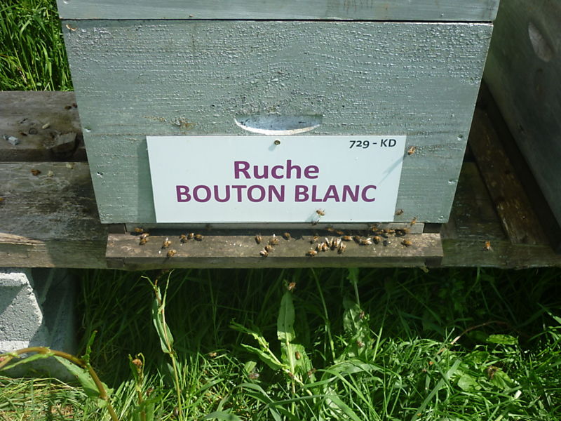 La ruche Bouton blanc