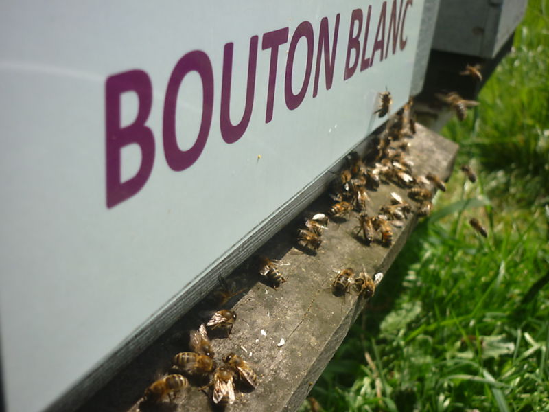 La ruche Bouton blanc