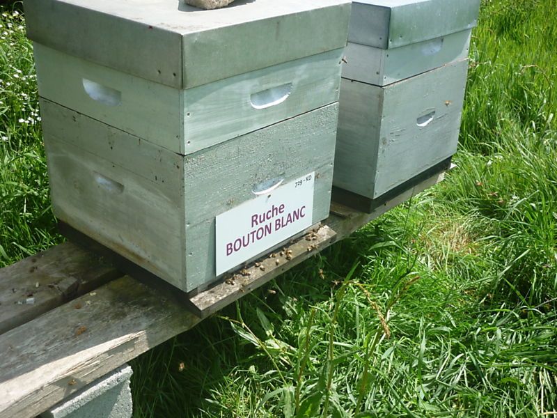 La ruche Bouton blanc