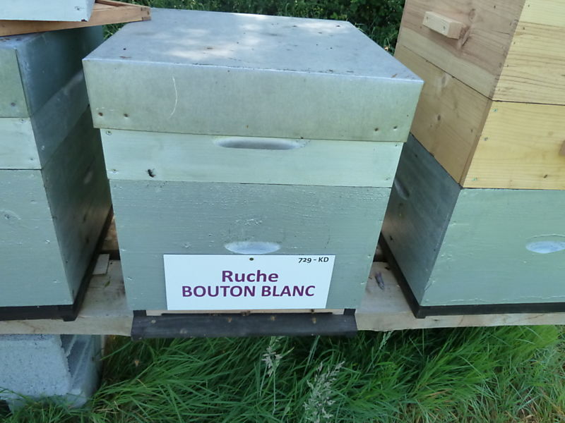 La ruche Bouton blanc