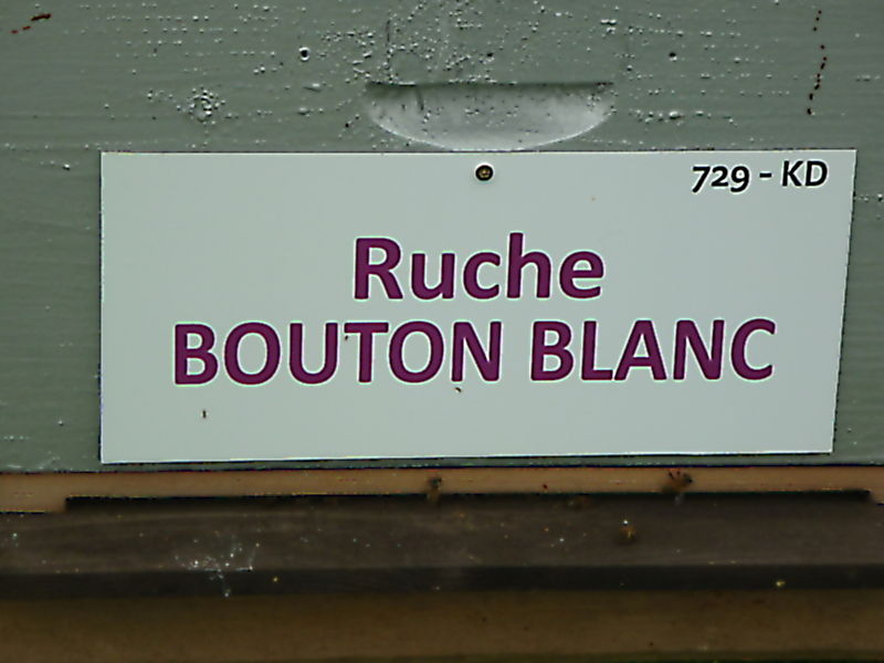 La ruche Bouton blanc
