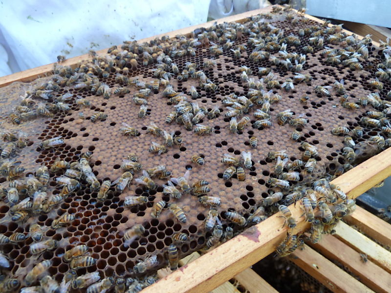 La ruche Bouton blanc