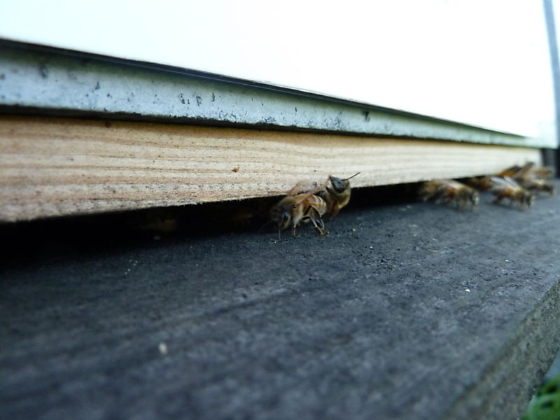 La ruche Bouton blanc