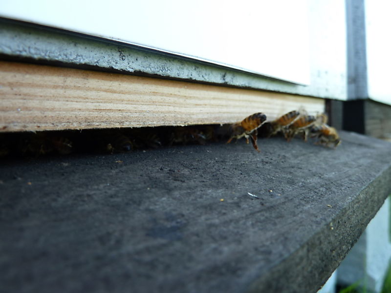 La ruche Bouton blanc