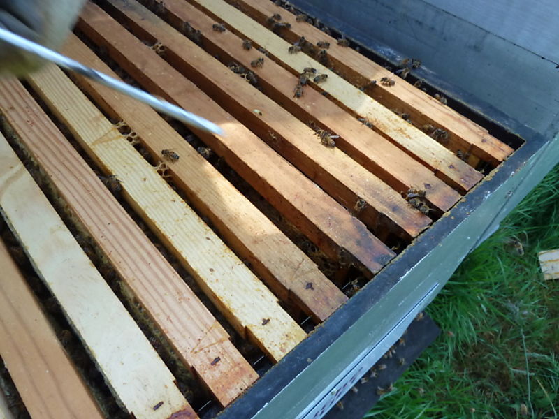 La ruche Bouton blanc