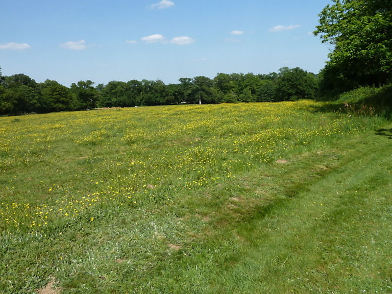 La ruche Bouton blanc