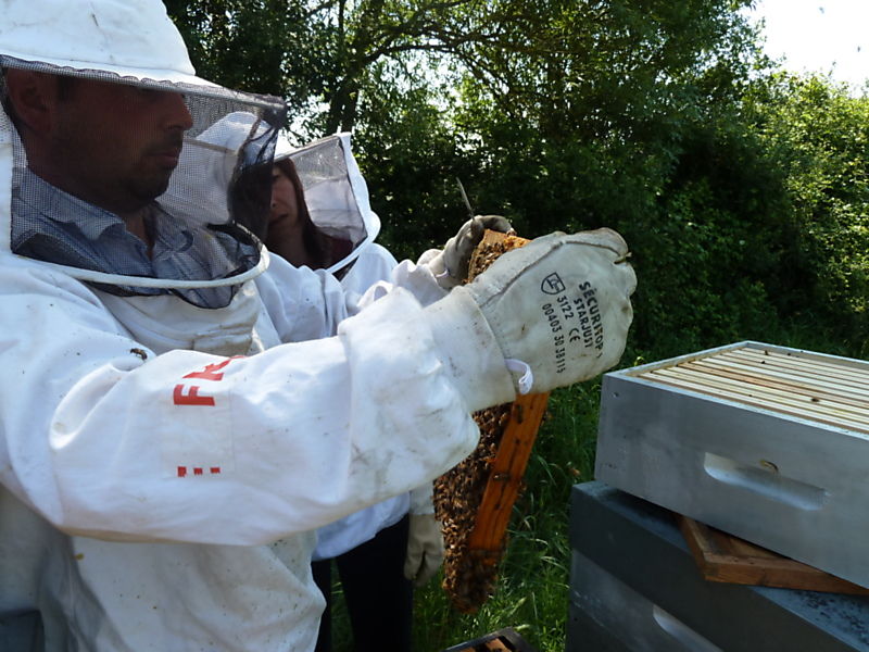 La ruche Bouton blanc