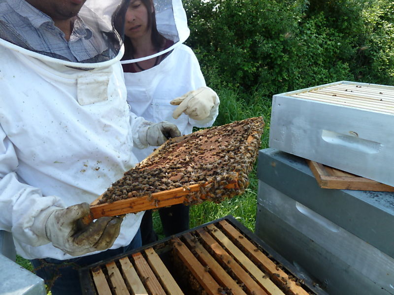 La ruche Bouton blanc
