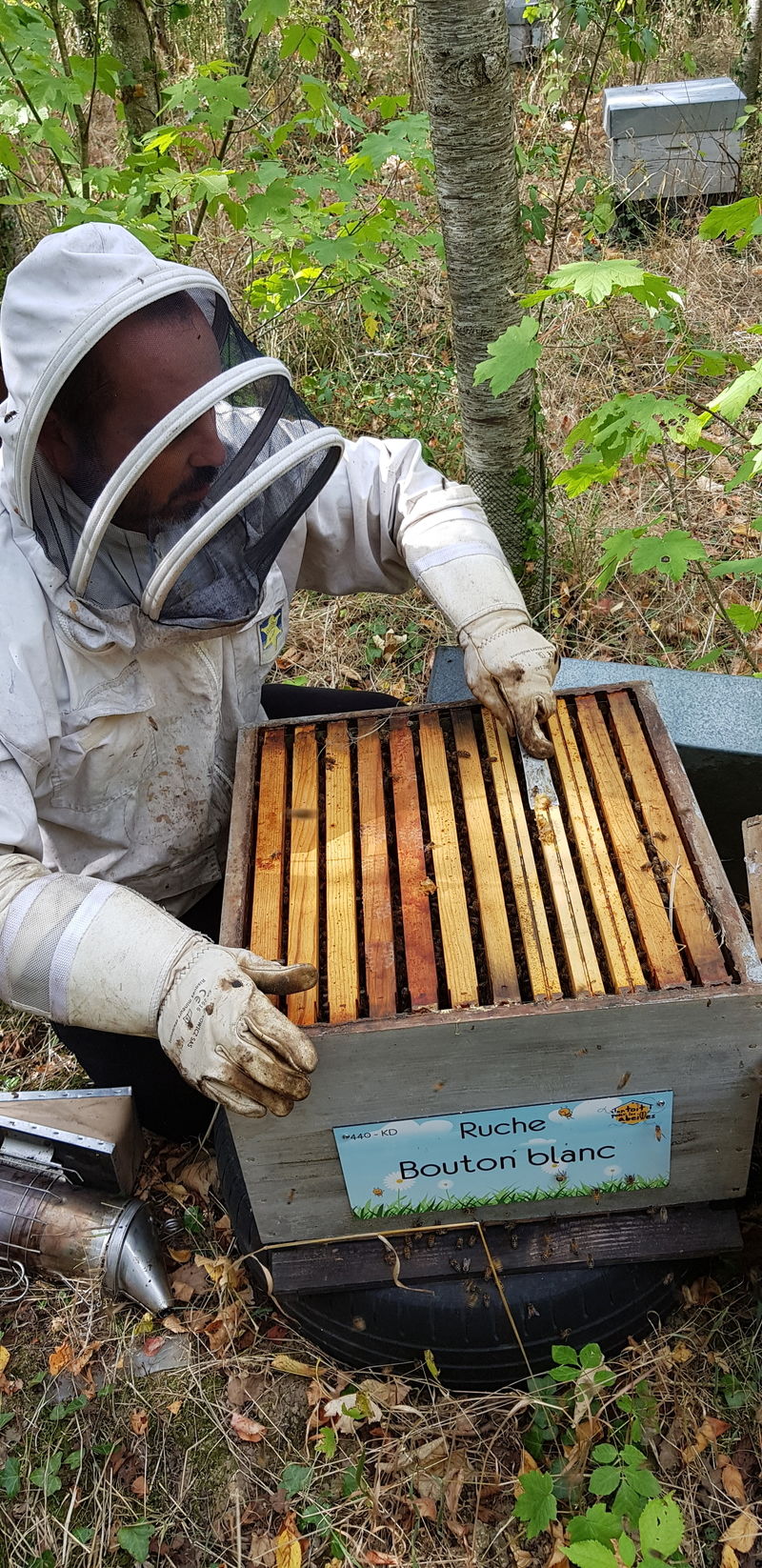 La ruche Bouton blanc