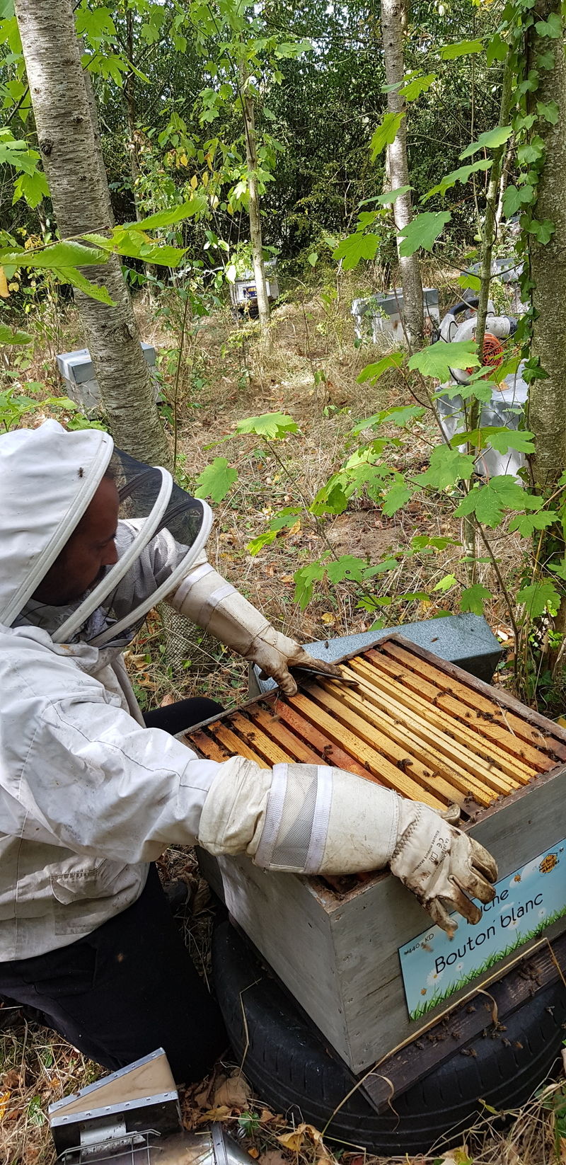 La ruche Bouton blanc