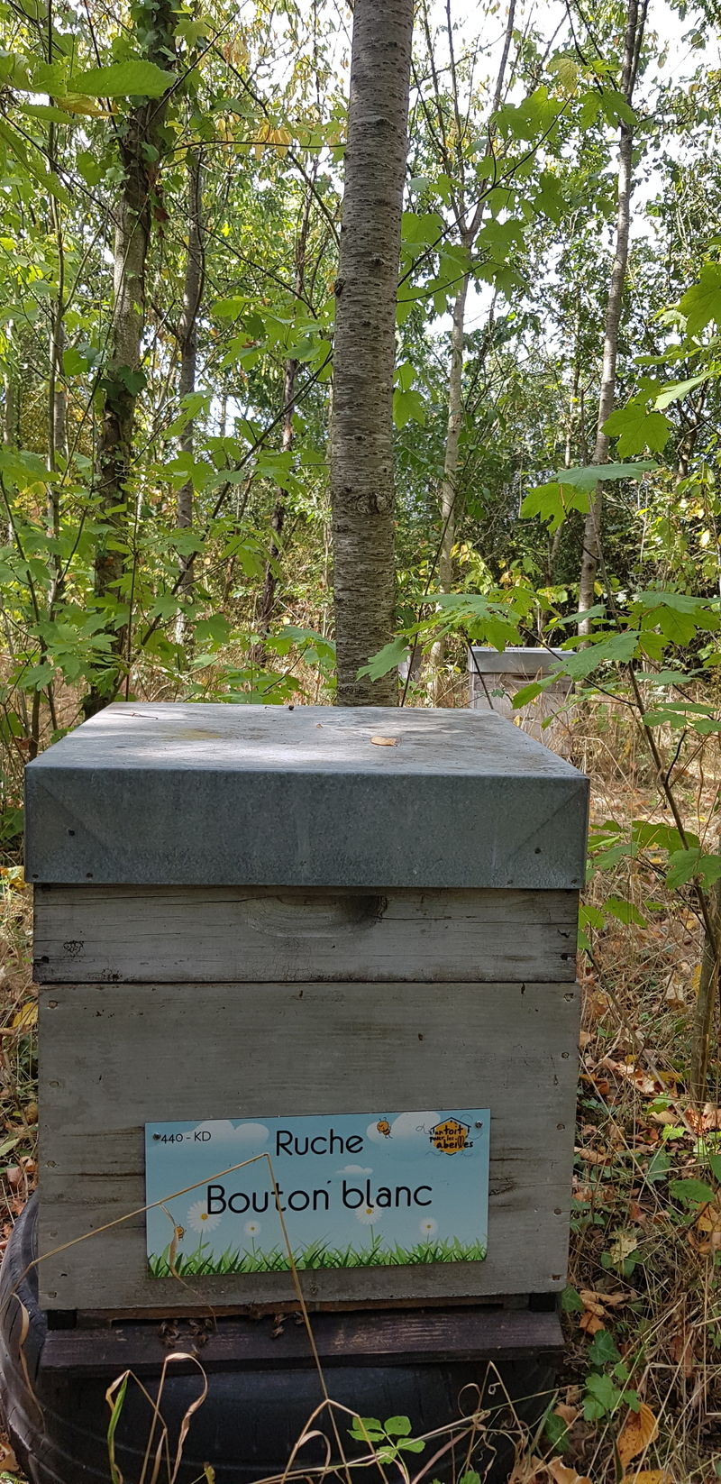 La ruche Bouton blanc