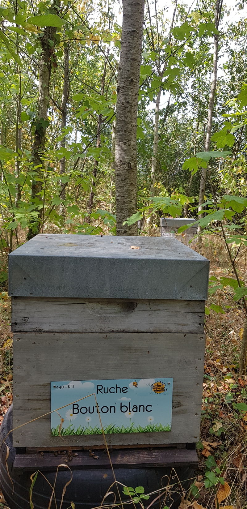 La ruche Bouton blanc