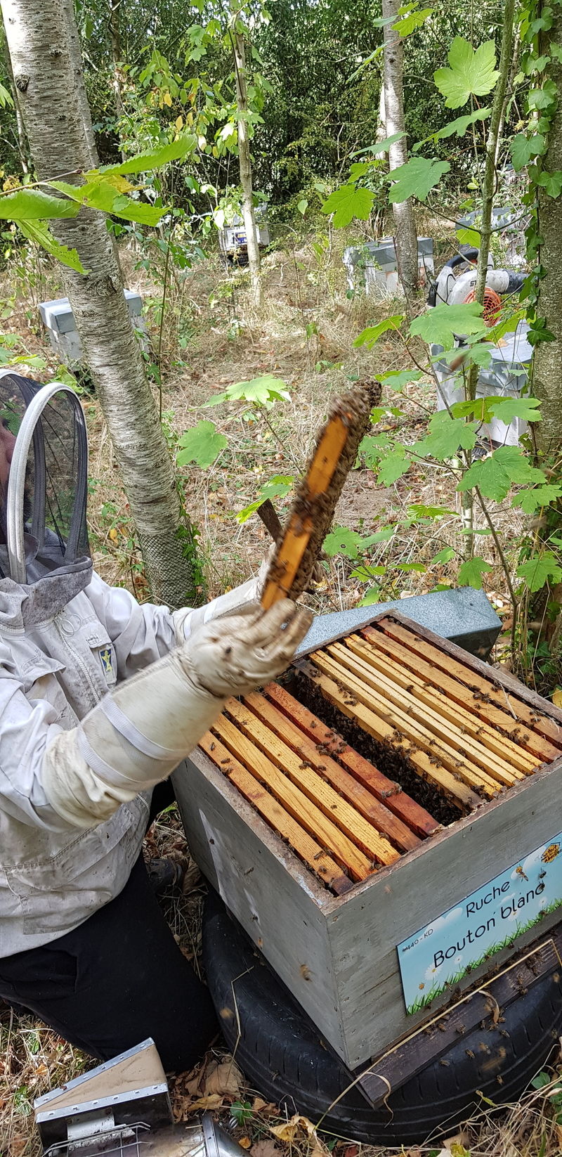 La ruche Bouton blanc
