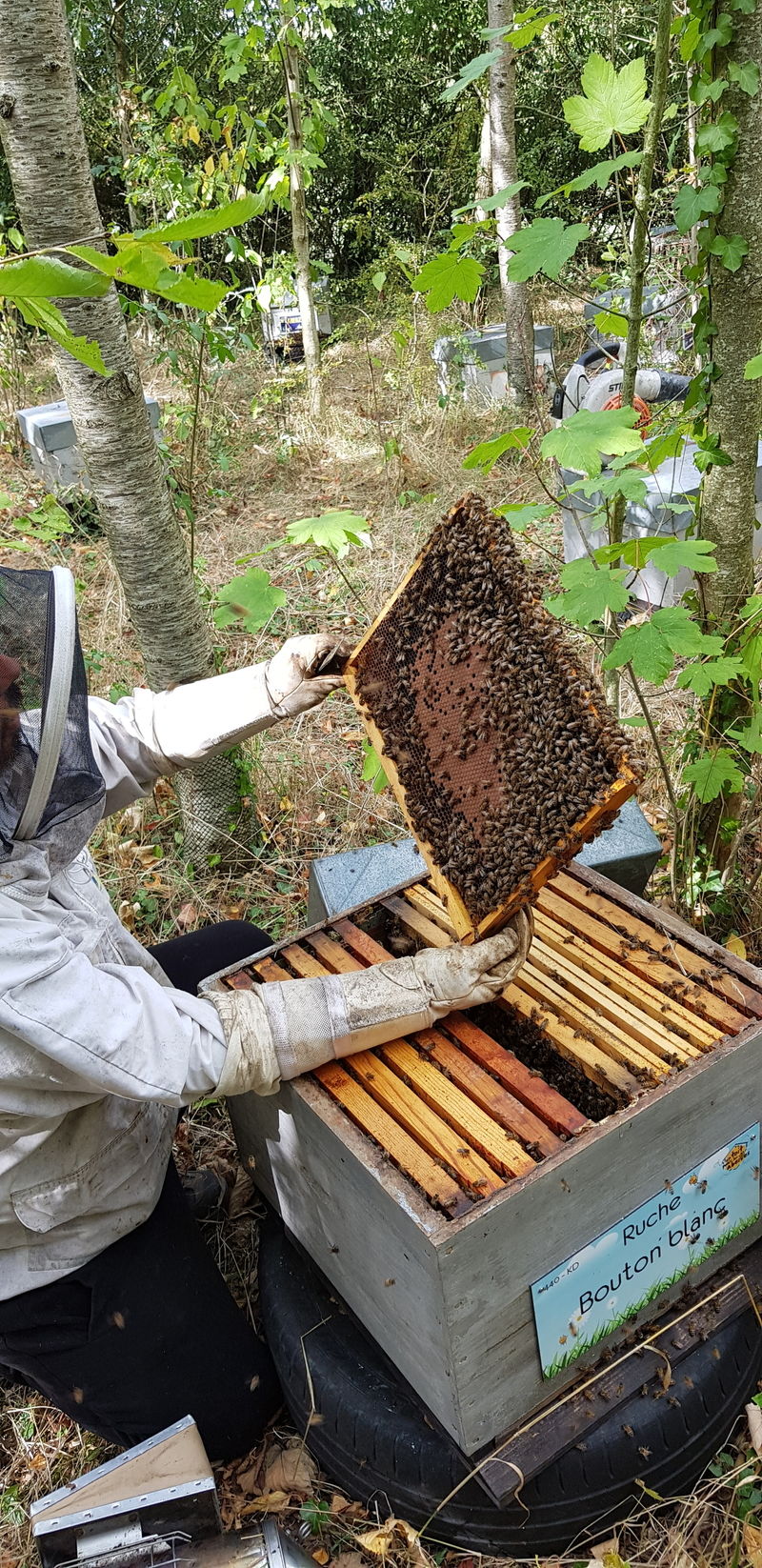 La ruche Bouton blanc