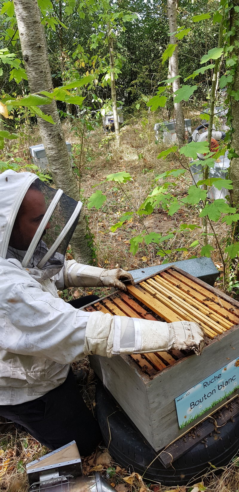 La ruche Bouton blanc