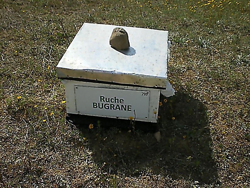 La ruche Bugrane