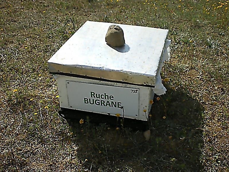 La ruche Bugrane