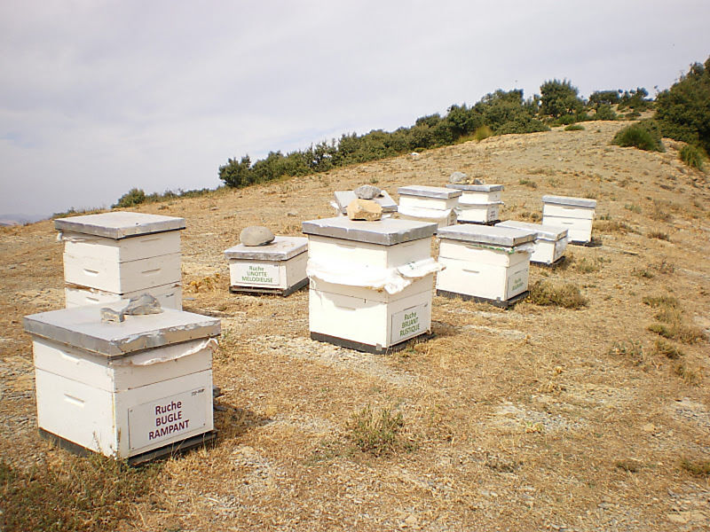 La ruche Bugrane