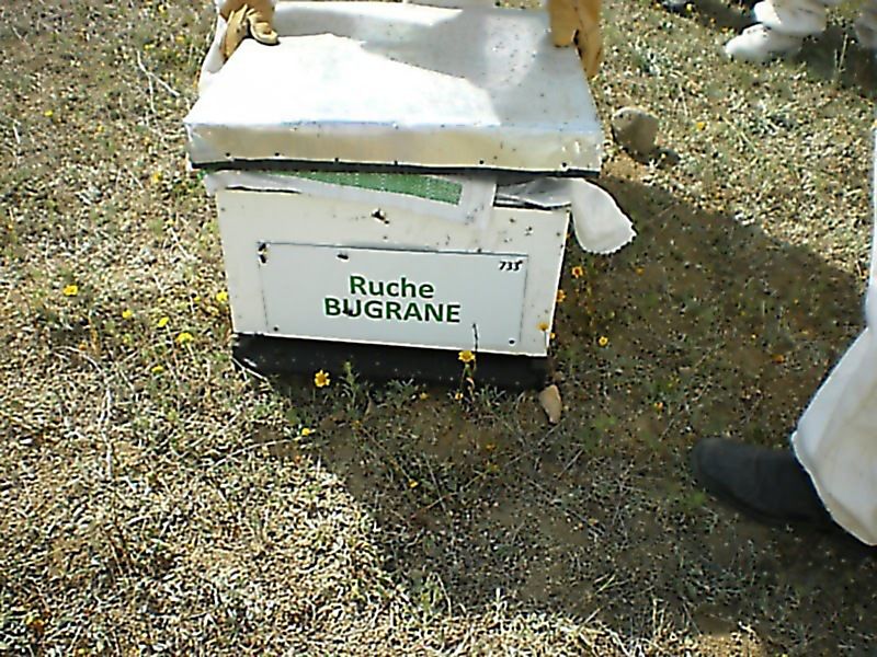 La ruche Bugrane