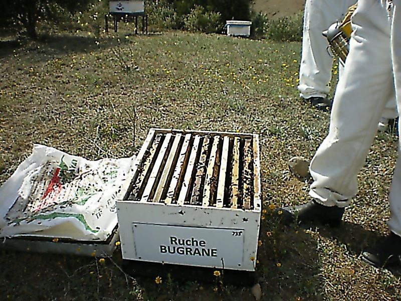 La ruche Bugrane