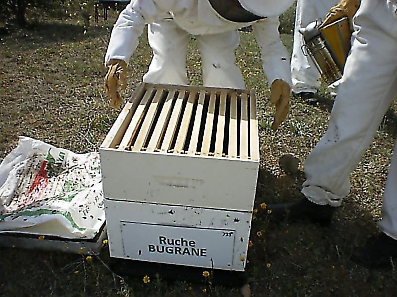 La ruche Bugrane