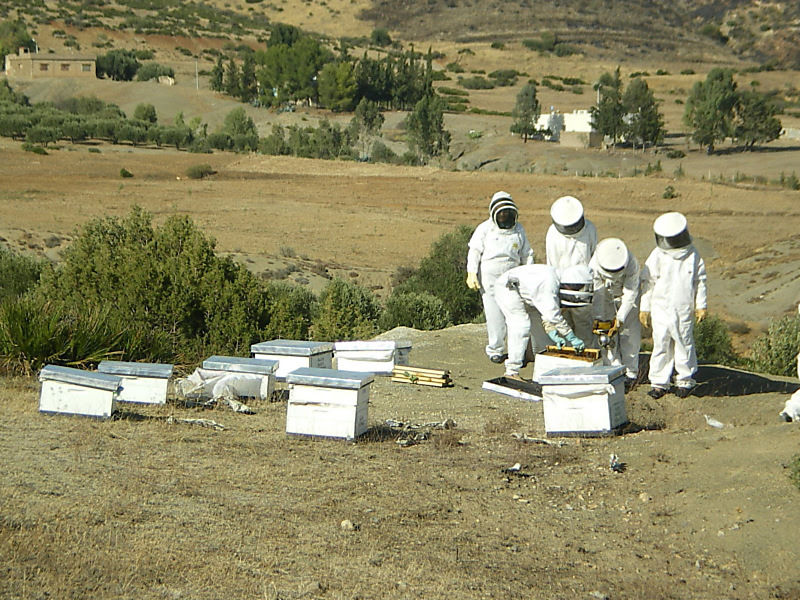 La ruche Bugrane
