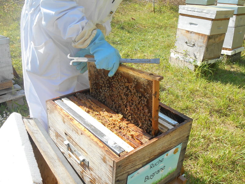La ruche Bugrane