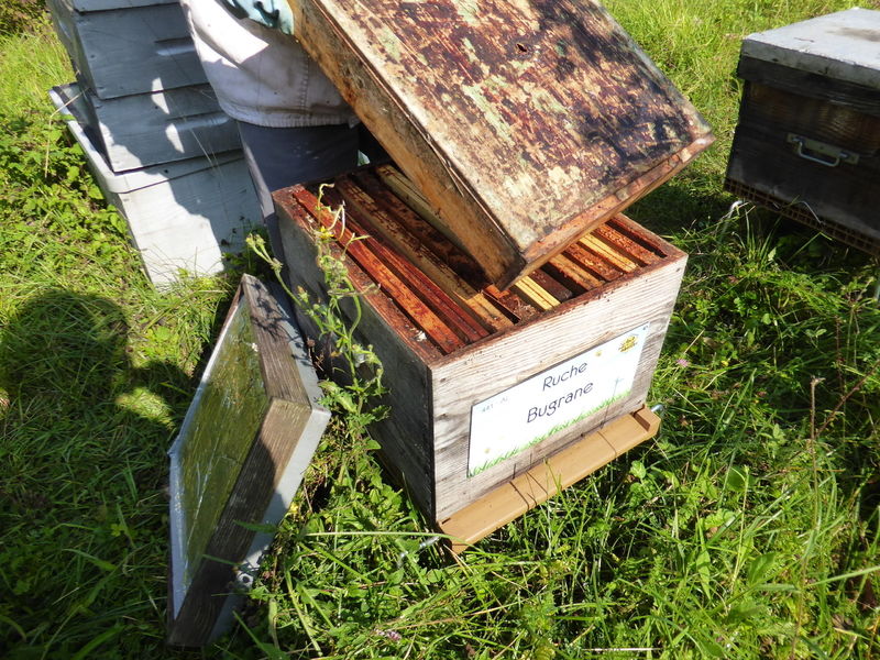 La ruche Bugrane